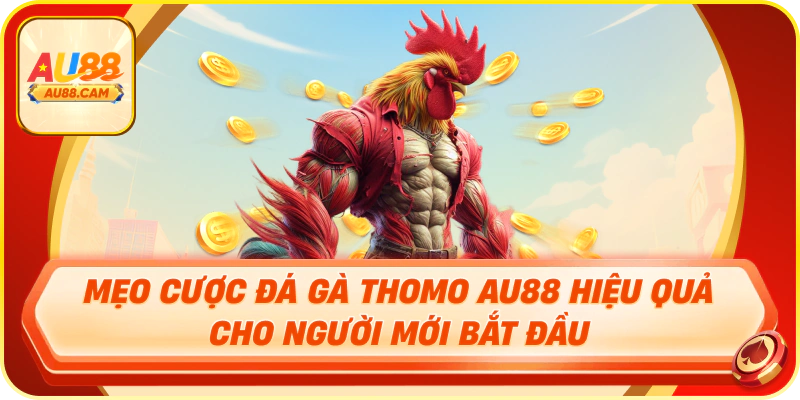 Mẹo cược đá gà thomo au88 hiệu quả cho người mới bắt đầu